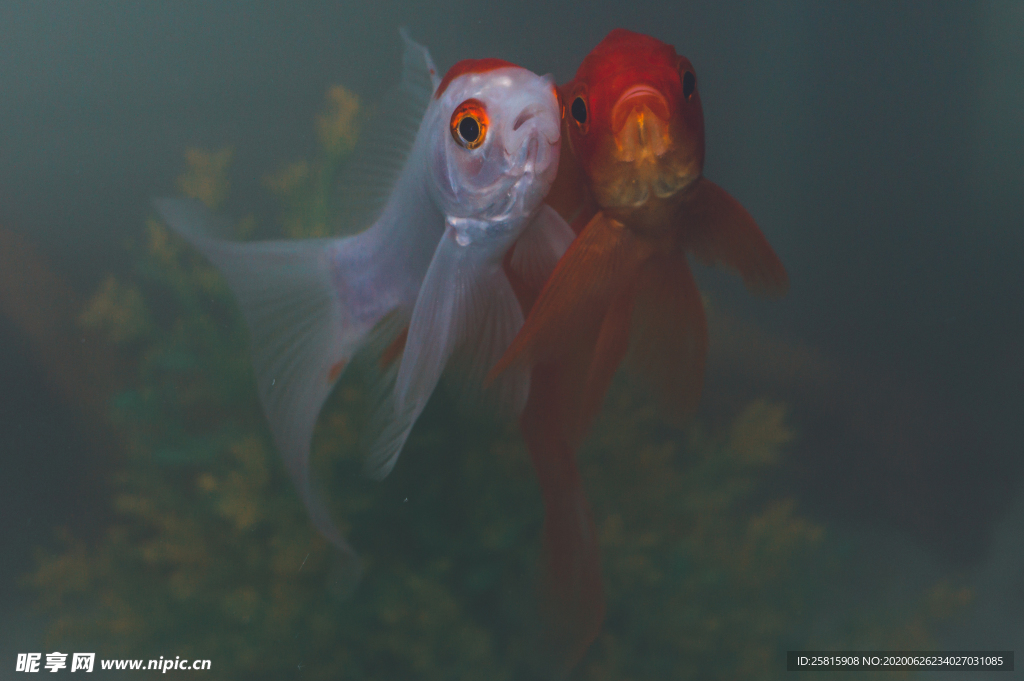 金鱼锦鲤水族观赏鱼图片