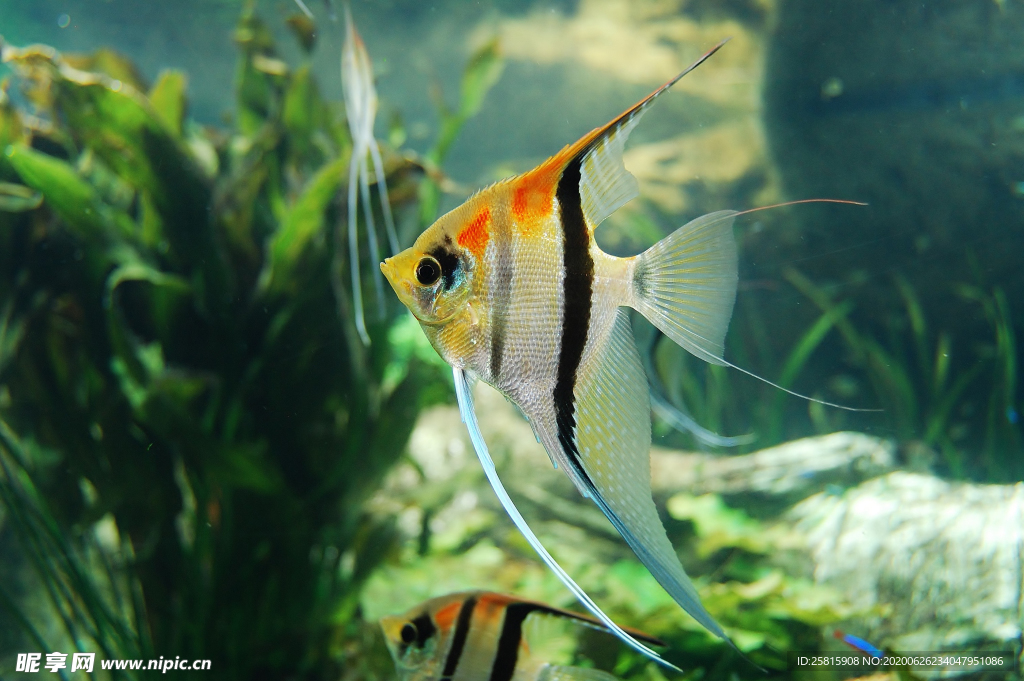 金鱼锦鲤水族观赏鱼图片