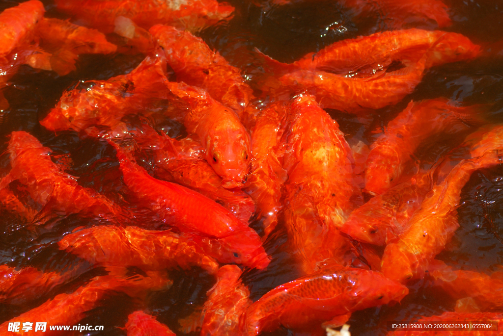 金鱼锦鲤水族观赏鱼图片