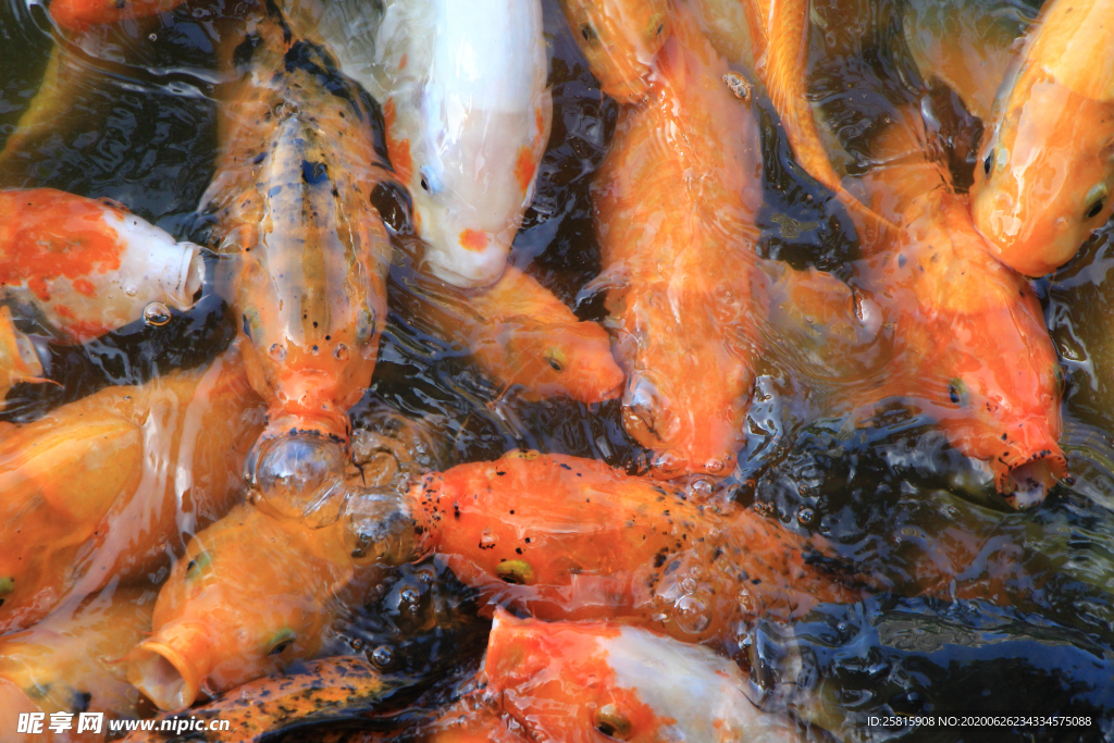 金鱼锦鲤水族观赏鱼图片