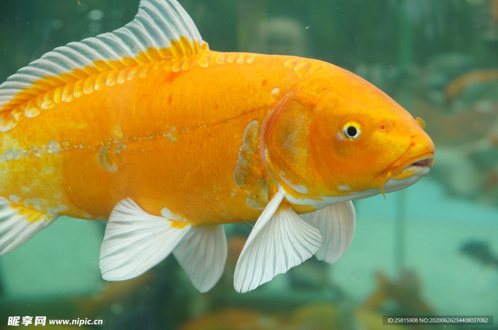 金鱼锦鲤水族观赏鱼图片