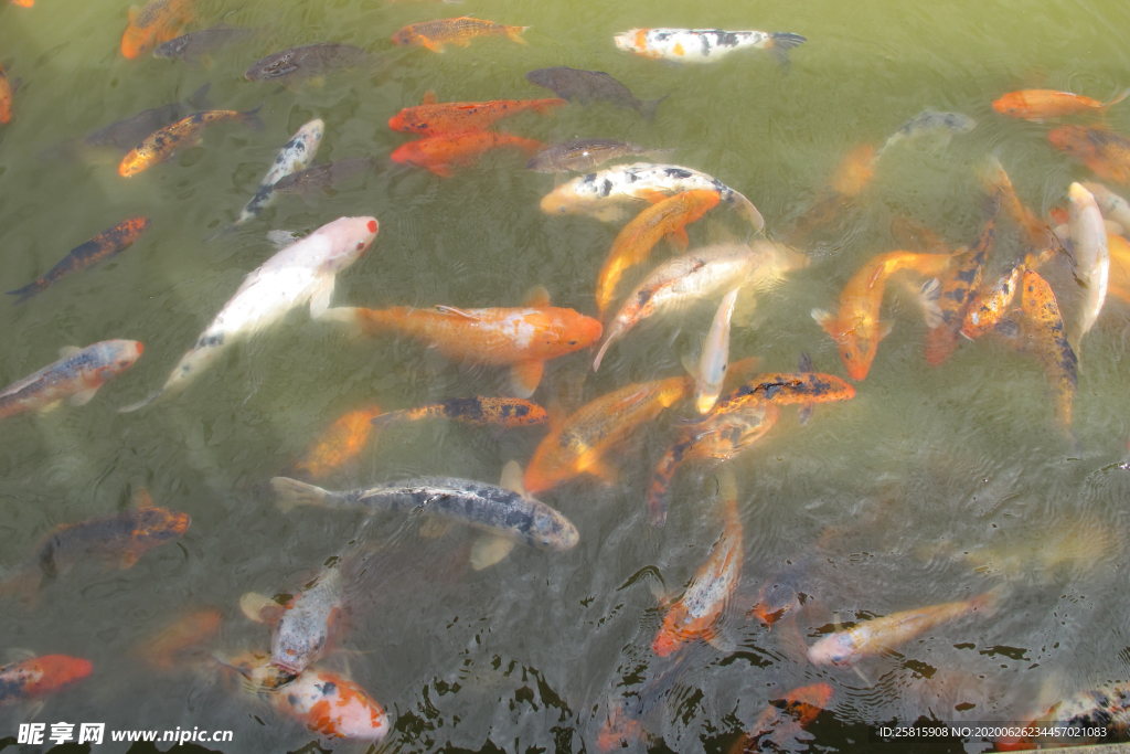 金鱼锦鲤水族观赏鱼图片