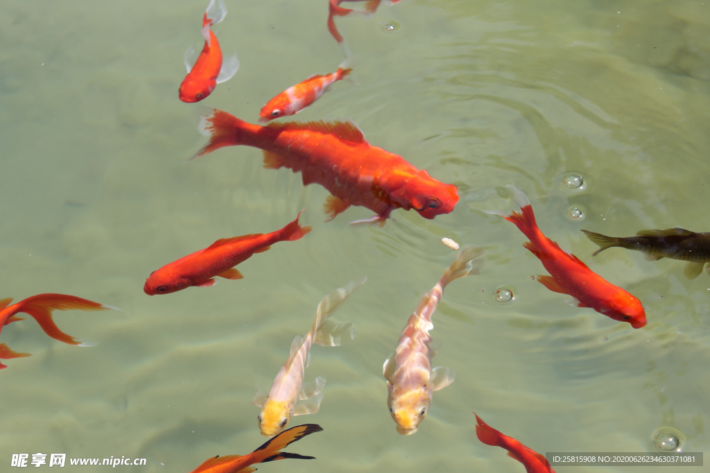 金鱼锦鲤水族观赏鱼图片