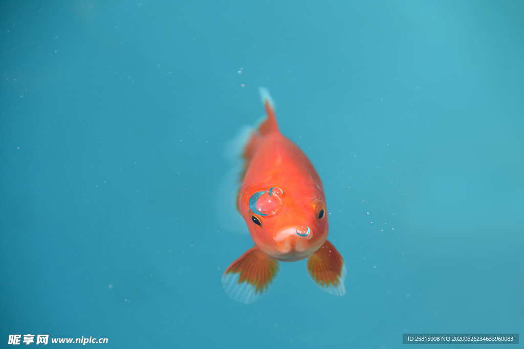 金鱼锦鲤水族观赏鱼图片