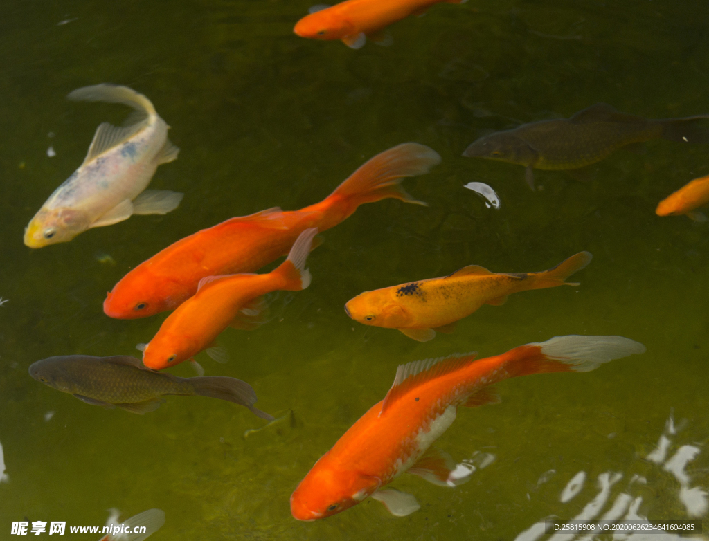 金鱼锦鲤水族观赏鱼图片