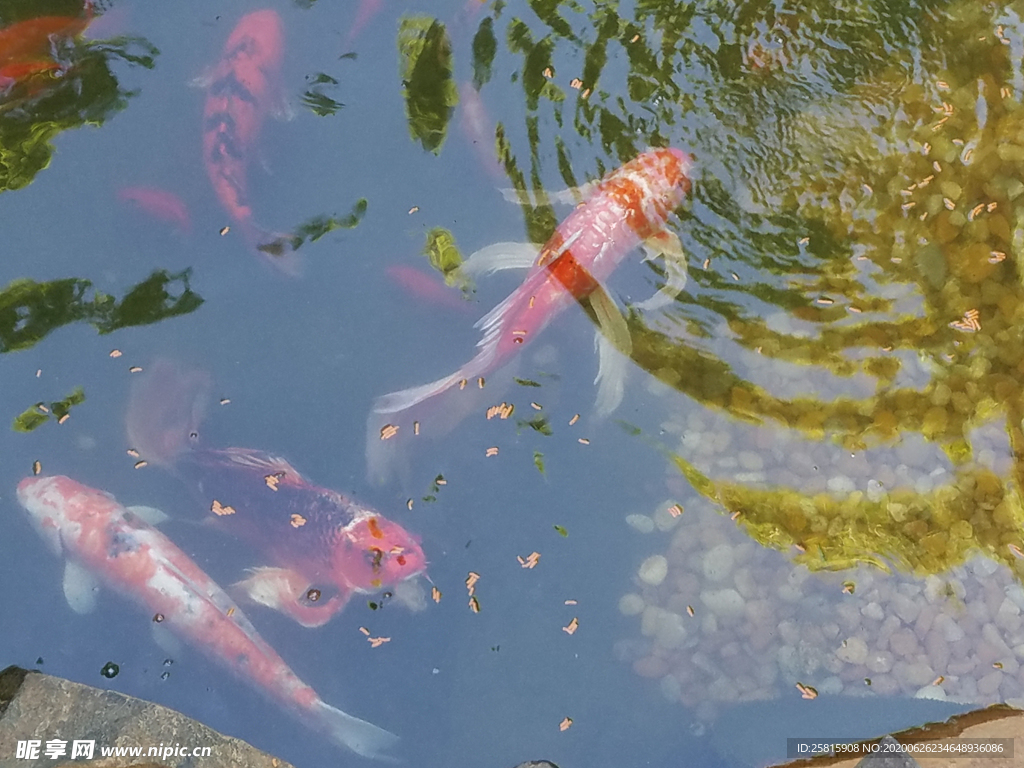 金鱼锦鲤水族观赏鱼图片