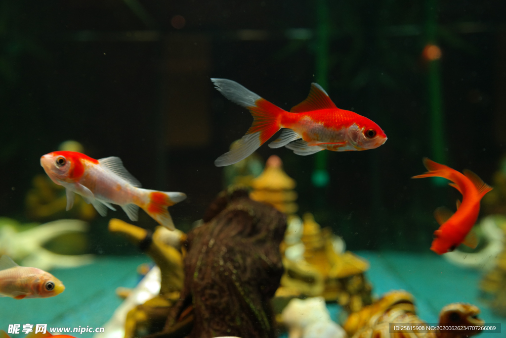 金鱼锦鲤水族观赏鱼图片