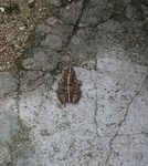 蟾蜍 癞蛤蟆