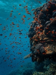 海底生物