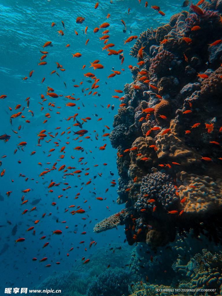 海底生物