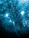 海底生物