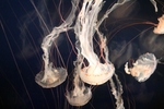 海底生物
