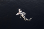 海底生物