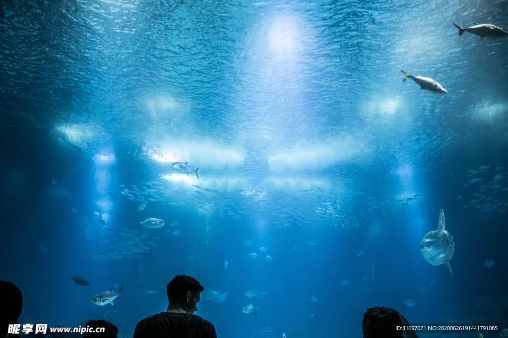 海底生物