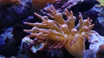 海底生物