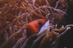 海底生物