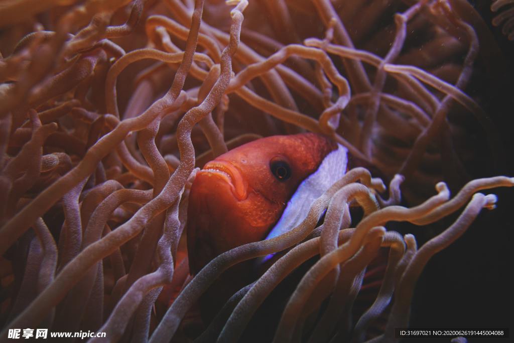 海底生物