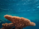 海底生物