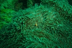 海底生物