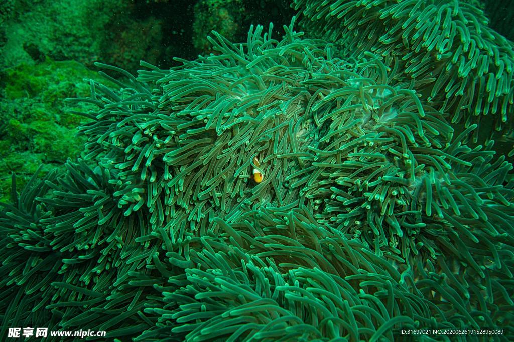 海底生物