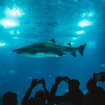 海底生物