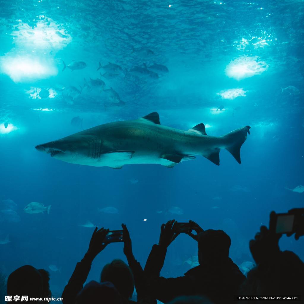 海底生物