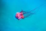 海底生物