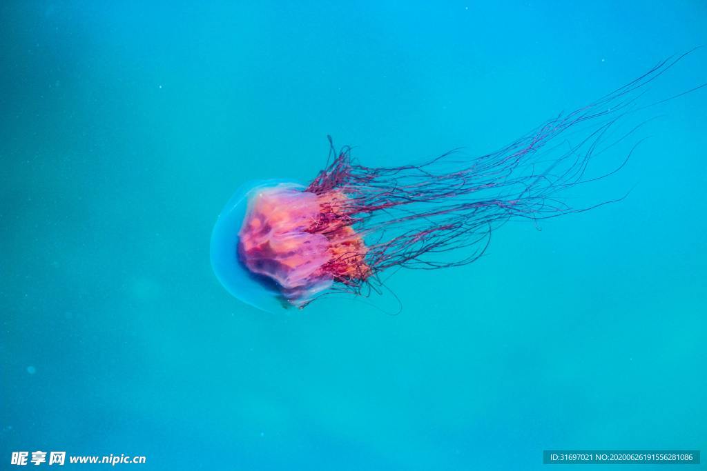 海底生物
