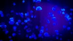 海底生物