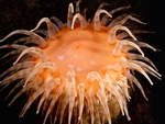 海底生物