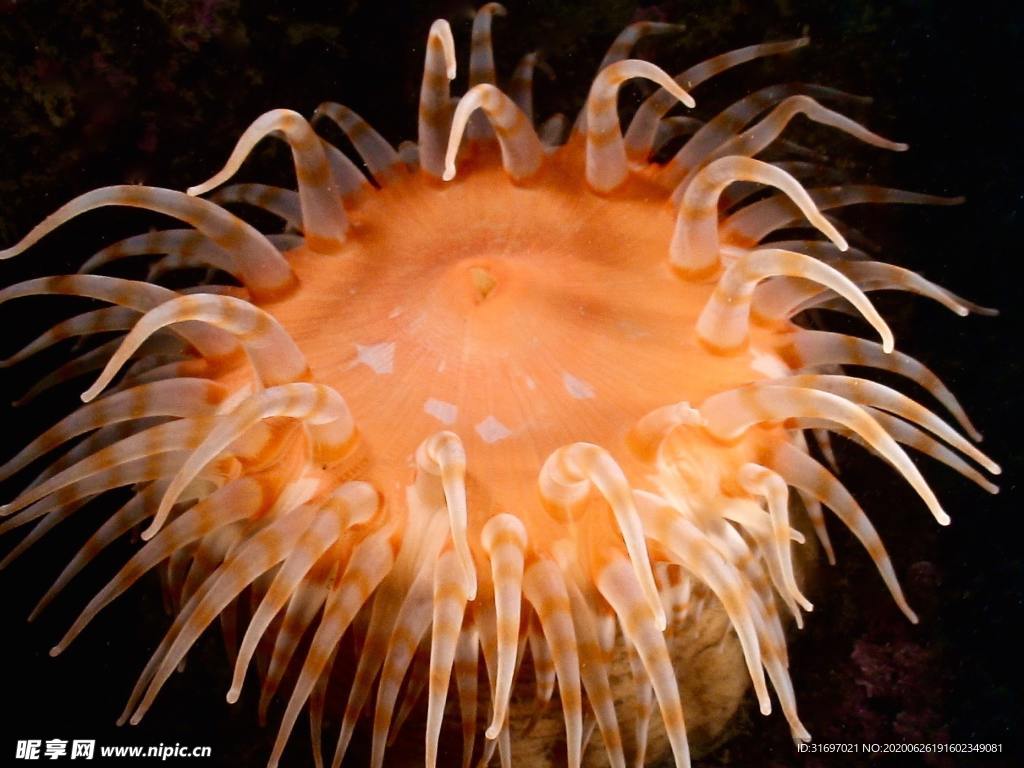 海底生物