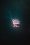 海底生物