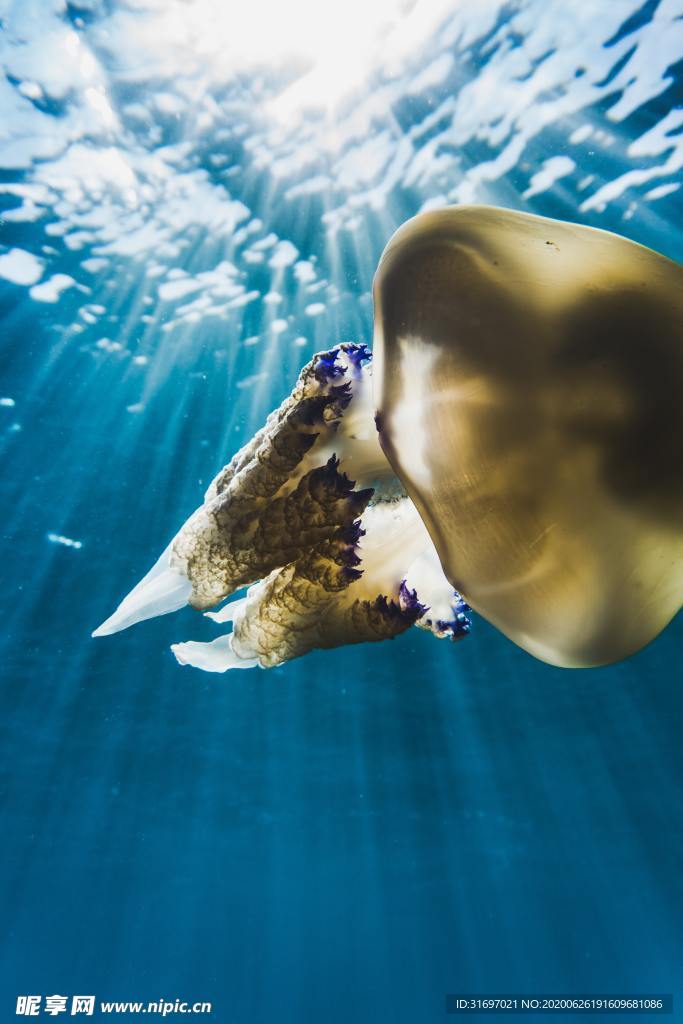 海底生物