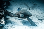 海底生物