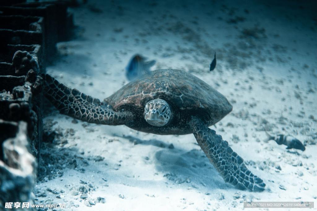 海底生物