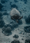 海底生物