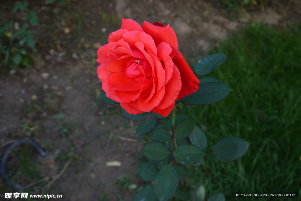 红玫瑰红蔷薇红花植物