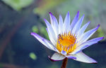 蜜蜂采蜜