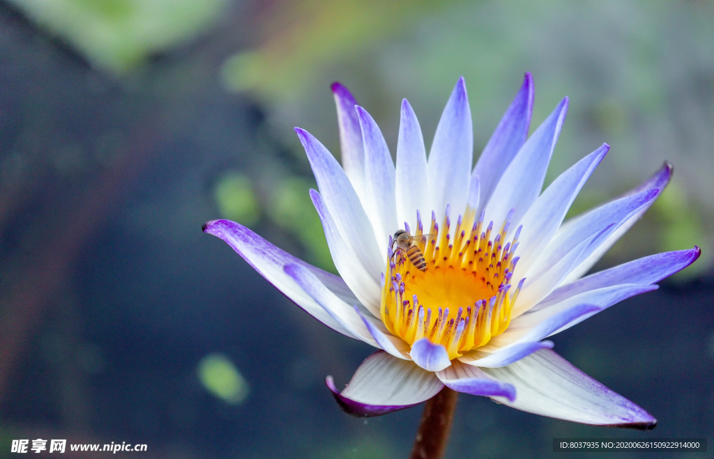 蜜蜂采蜜