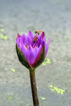 蜜蜂采蜜