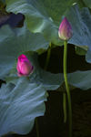 水芙蓉