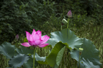水芙蓉