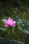 荷花池