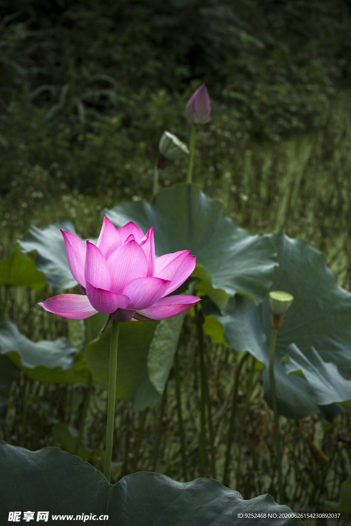 荷花池