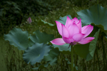 莲花