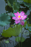 水芙蓉