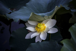 泽芝