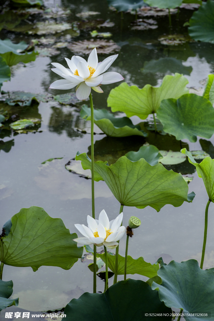 荷花池