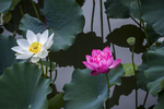 芙蕖