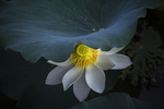藕花